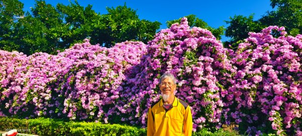 #蒜香藤 #泰山楓樹河濱公園 11/242943650