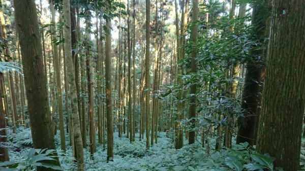 滿滿仙氣的向天湖山1107037