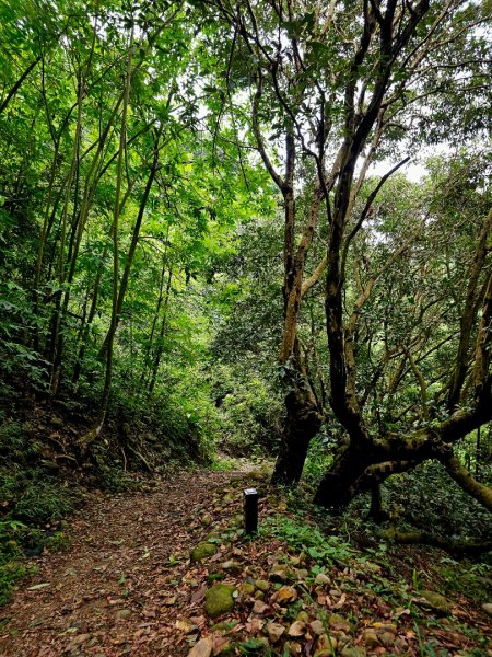 九九峰森林步道-(南投)臺灣百大必訪步道2805929