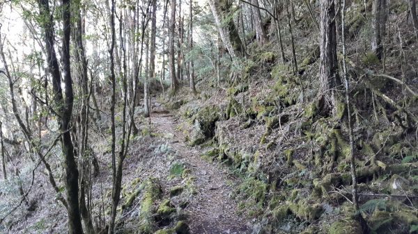 八仙山國家森林步道 2016 12 10191749