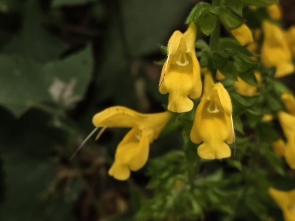 [百山百鳥尋旅-11/15] 2025_0927 大屯主峰-連峰步道_大屯山南峰2899404