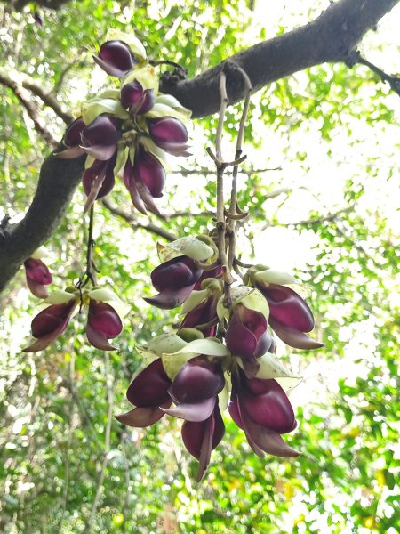 馬胎南坪古道2764739