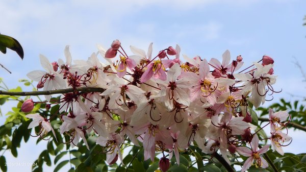 人生首見 #花旗木 #花博公園 首訪 #法雨山普宜苑  #石斛蘭 #守城滿山紅 4/21&233040107