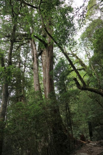 〔桃園復興〕拉拉山巨木，史詩級魔幻森林，75公頃紅檜 扁柏森林浴2237145