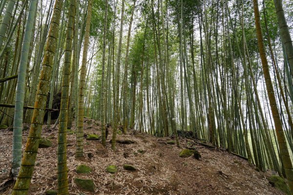 南投 鹿谷 溪頭山、竹崙山、志騰山2730638