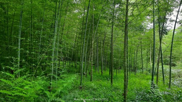 《南投》竹林茶園｜鳳凰谷步道環鳳凰山寺O繞202506222817524