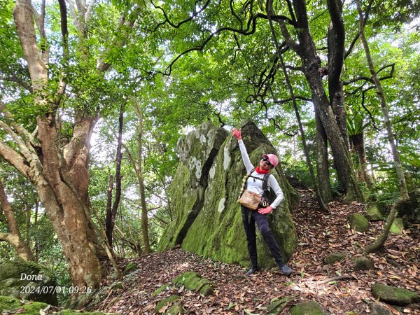 林相優美的油羅山，細數蟬鳴鳥叫2546795