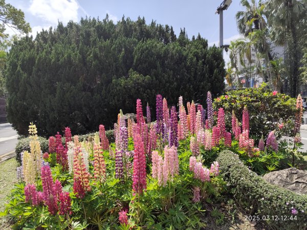 內湖運動中心→勞工保險局→南門市場→台灣電力公司→國立臺灣大學2734274