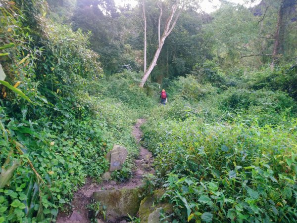 溪頭 南鳳凰山 天文台 神木O型 869804