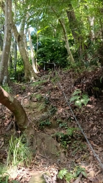 文山區草湳大榕樹-貓空圓山東北峰-貓空圓山-次格中繼站-貓空尖-二格山步道-草湳大榕樹3130195