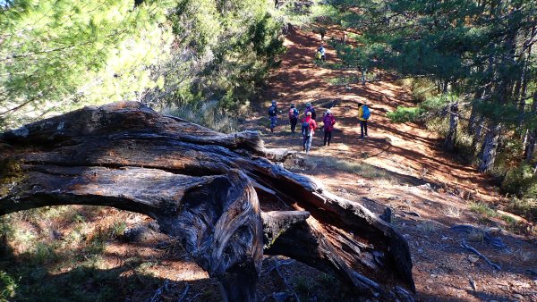五星級松針步道的平多縱走2837841