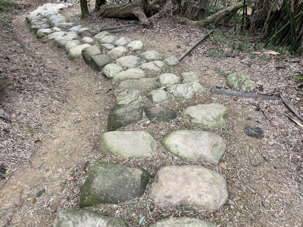 [微笑山線_第一段] 2025_0720 大棟山系_大棟山2843605