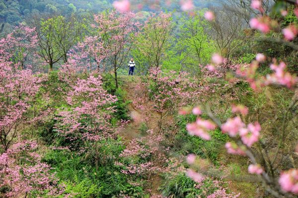 櫻花小秘境 : 0311 三峽竹崙路 106381