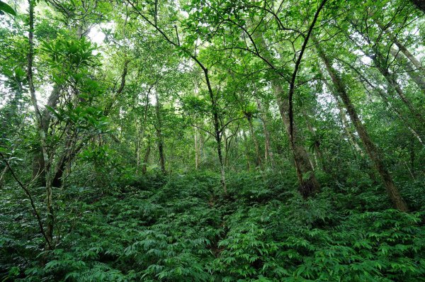 新北 烏來 下阿玉山2821602