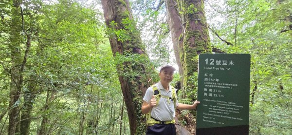 拉拉山巨木步道-塔曼山步道_202407022569677