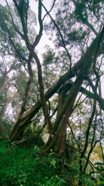 石硦林場、桶頭山O形3052340