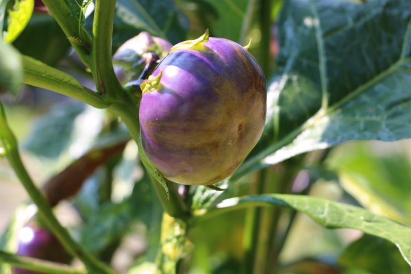 南投魚池~花茶香田園好風光~澀水田頂步道1026768
