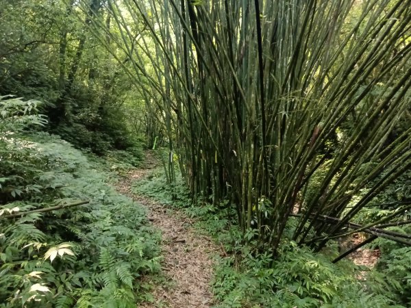 平溪區大華車站-乾坑古道石龜將軍-平湖西步道-番子坑山-平湖大厝-十分車站3037265