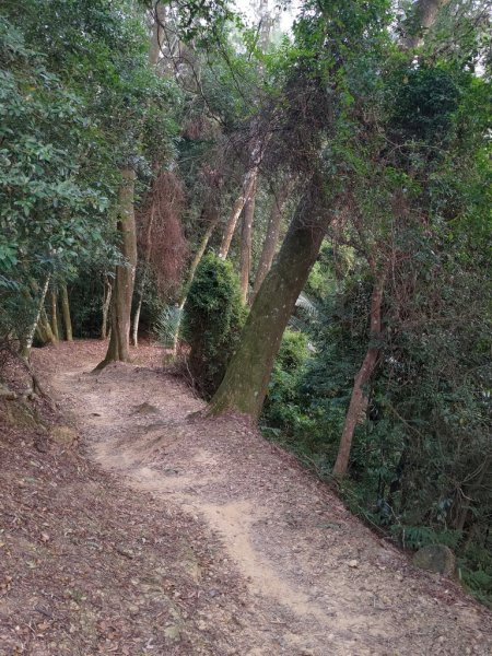 【新竹縣峨嵋鄉】藤坪步道2833237