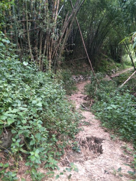 林安森林公園步道(大寮山步道)1464938