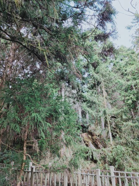 太平山檜木原始林步道1293020