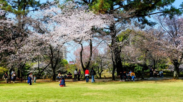 熊本水前寺成趣園,熊本城3028453