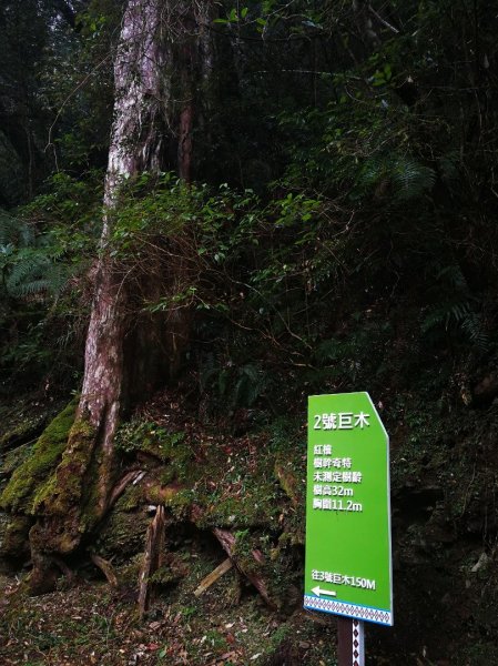 20190126再探拉拉山神木群步道524491