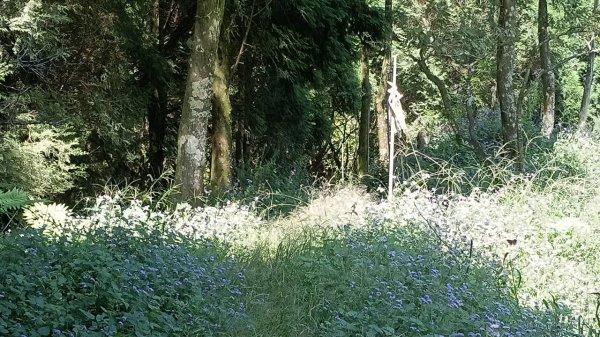 20251004 馬那邦山 - 珠湖 登山口2904905