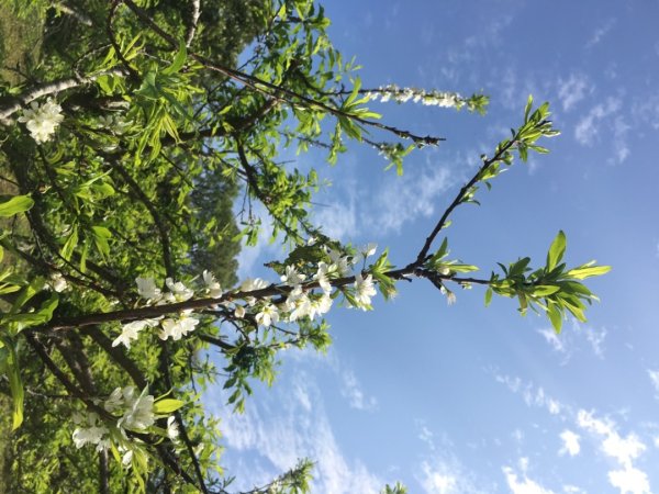 福氣步道、養生步道、長庚養生文化村2441861