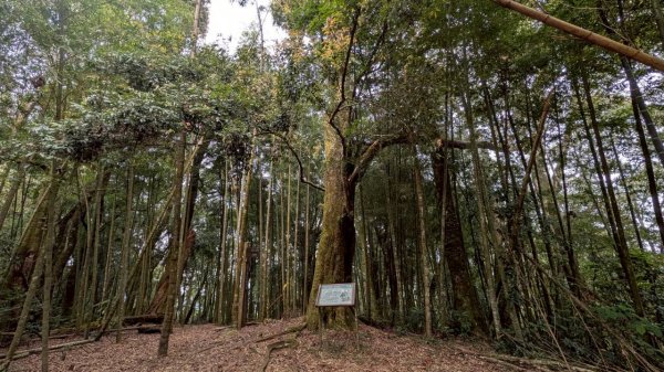 嘉南雲峰、石壁山步道3049098