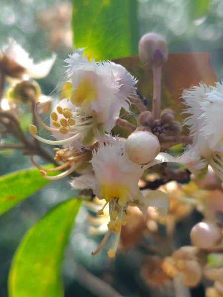 霧里乙部落-舊內文社-霧里乙山東北峰-霧里乙山-霧里乙南山-獅子頭山2766070