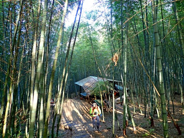 竹林饗宴--瑞太古道登雲戴山順走九芎坪山493549