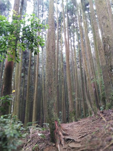 【台中。和平】綠蔭山林滿滿芬多精。大雪山林道 ~1860峰(長壽山)1425616