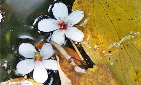 五月雪-油桐花之美18012