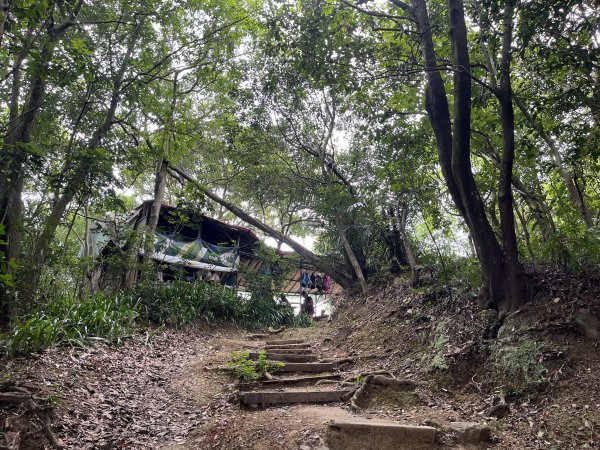 [微笑山線_第一段] 2025_0720 大棟山系_青龍嶺2843471