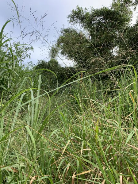 20251024台南大坪山2925604