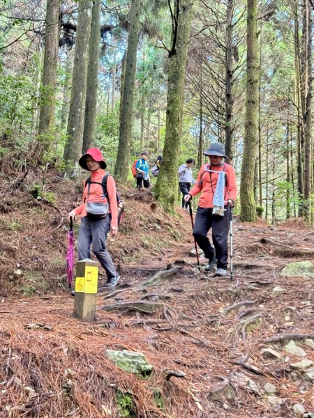 觀霧-榛山步道2926014