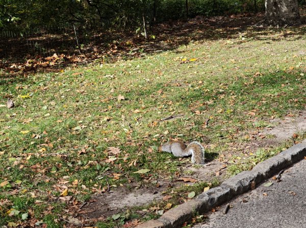 [紐約馬之行-11] 2025_1101 中央公園-畢士大露臺2945107