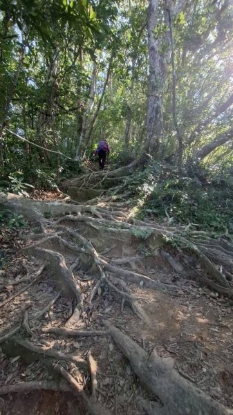 楓港紫竹林龍峰寺起登 里龍山(小百岳#80)來回2964487