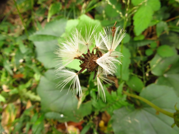 陽明山國家公園原生花草62590