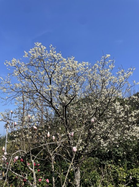 楓樹湖古道3012074