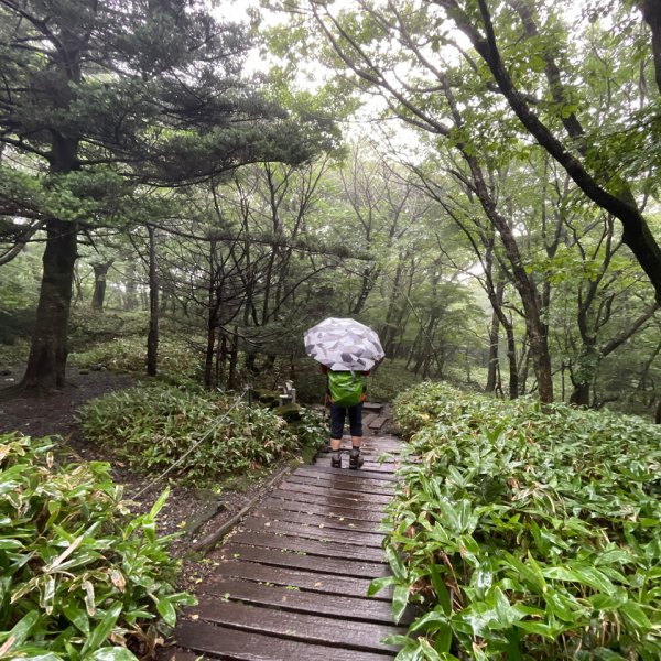 1140811 KR 漢拏山杜鵑花田避難所-紗羅岳觀景臺2860452