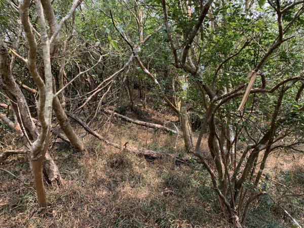 20250404屏東北獅子頭山-霧里乙山2757436