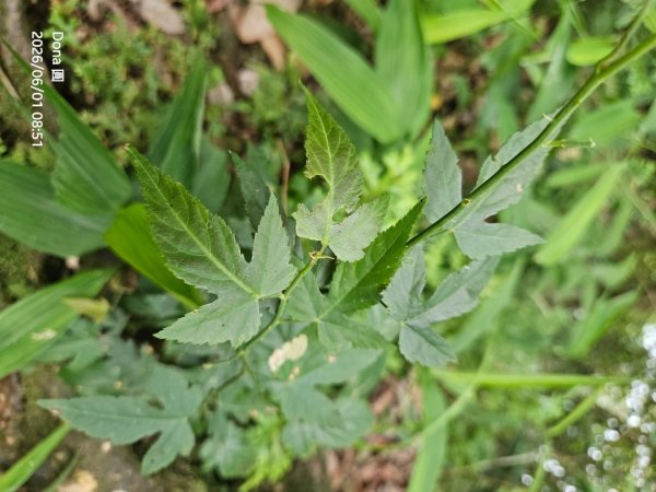 新店小百岳獅頭山+古蹟遺址O走3071940