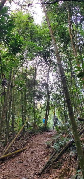 2023-11-25溪頭鳳凰山步道2360994