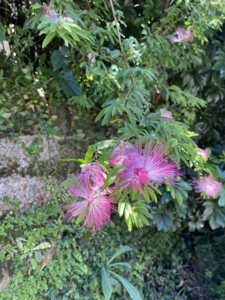 內雙溪的消暑密碼｜走一趟坪頂古圳就懂2873101