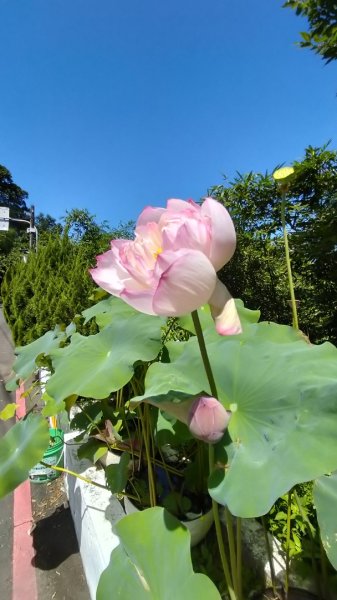 銀河-樟湖-鵝角格山-三玄宮山-指南路三段40巷--包種茶推廣中心-天恩宮-貓纜站-樟湖2543293