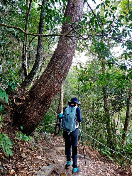 唐麻丹山-谷關七雄(老么)2991562
