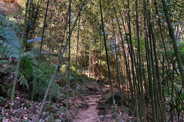 苗栗泰安｜馬那邦山登山步道｜漫步楓紅古戰場．遠眺深藍聖稜線1574384