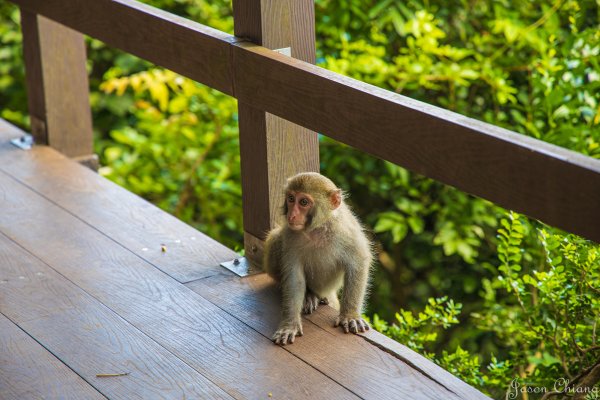 [高雄]壽山遊猴群動物園2580358